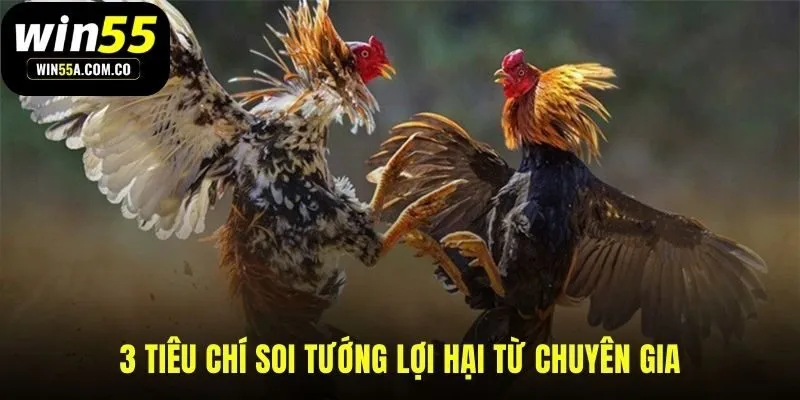 Đánh giá chiến kê qua tướng mạo vảy chân và màu mạng