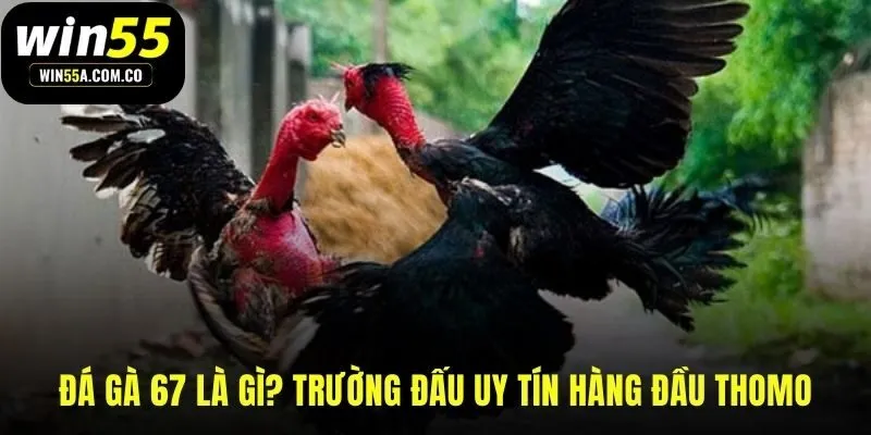 Đá gà 67 đấu trường cựa sắt chuyên nghiệp tại Thomo Campuchia