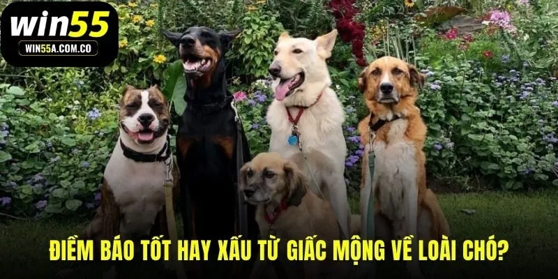 Mơ thấy chó đánh gì luận giải điềm báo lành dữ