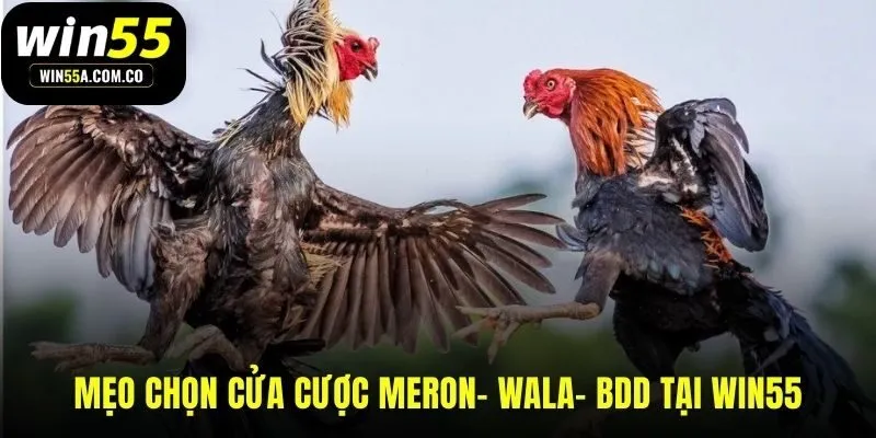 Chọn cửa cược đá gà cựa sắt Meron Wala và BDD