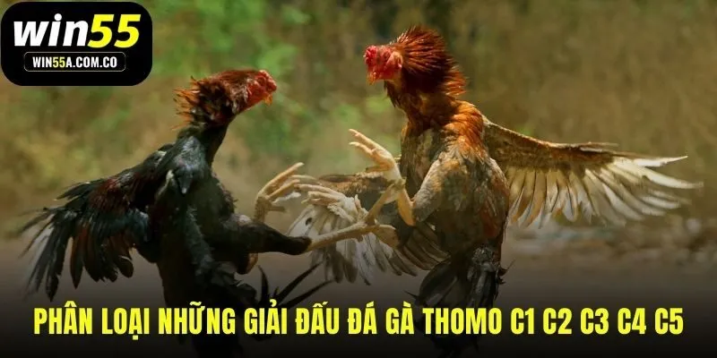 Phân cấp giải đấu đá gà Thomo theo trình độ C1 đến C5