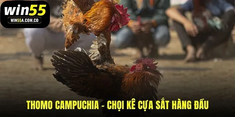 Thomo biểu tượng quyền lực của đá gà Campuchia