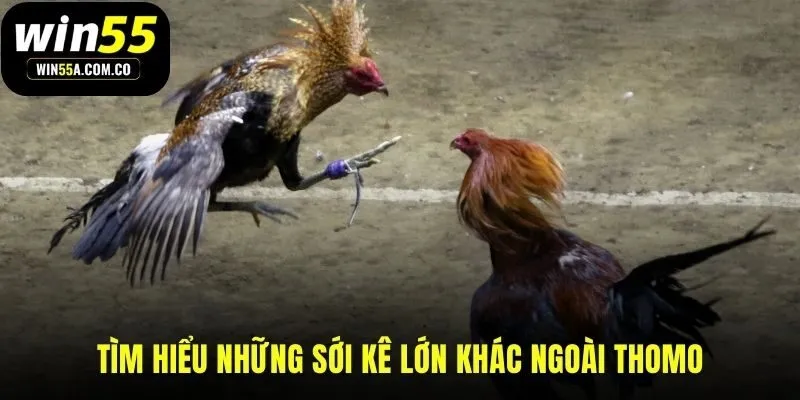 Nhiều đấu trường đá gà Campuchia danh tiếng khác