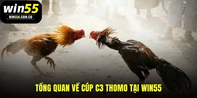 Đá gà Thomo C3 giải đấu của kỹ năng và sự khốc liệt