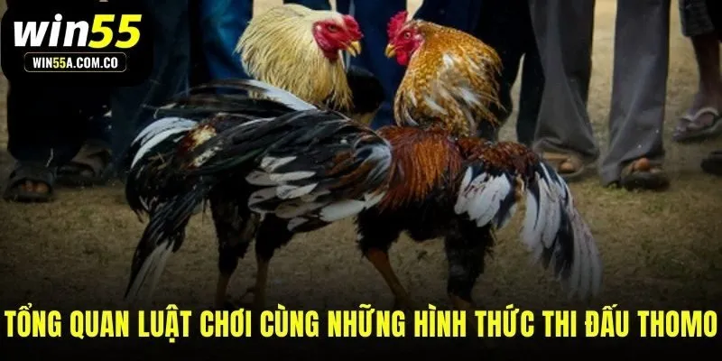 Các quy tắc và hình thức thi đấu định danh trường đấu Thomo