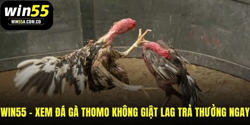 WIN55 phát trực tiếp đá gà Thomo và trả thưởng tức thì