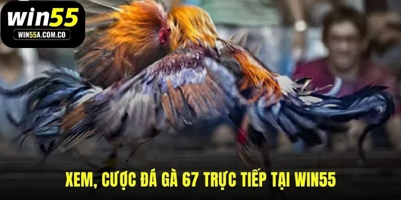 WIN55 kênh xem và cược đá gà 67 trực tiếp an toàn nhất