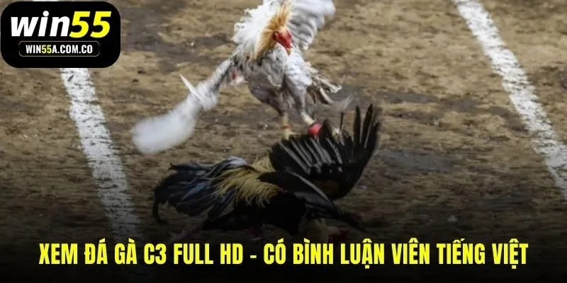 Trải nghiệm đá gà Thomo C3 sắc nét với bình luận tiếng Việt