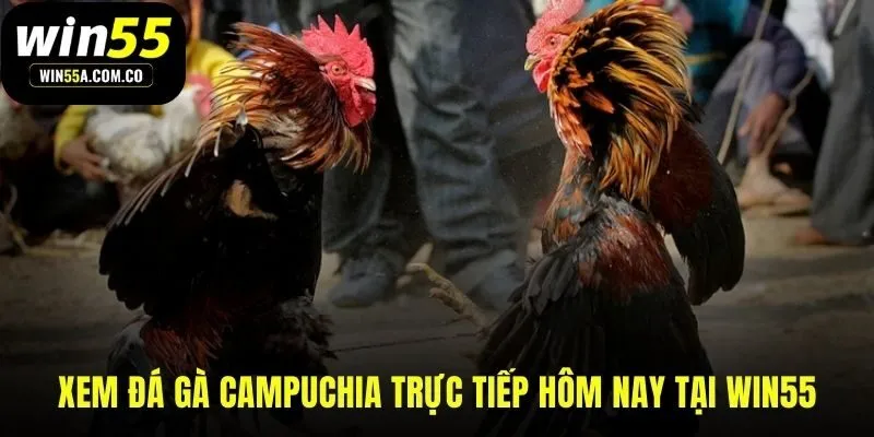 WIN55 nền tảng xem trực tiếp đường truyền độc quyền