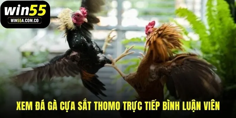 Xem đá gà cựa sắt với bình luận viên chuyên nghiệp